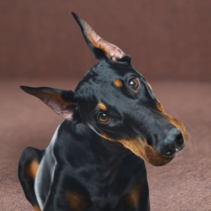 Produits pour Chiens