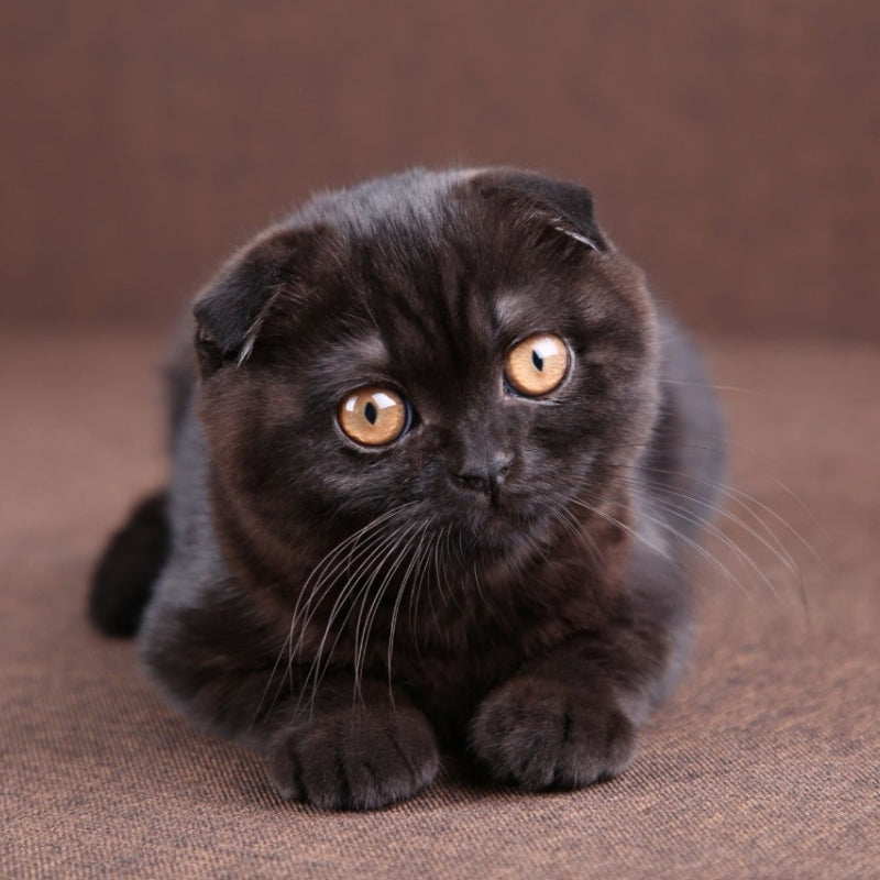 Produits pour Chats