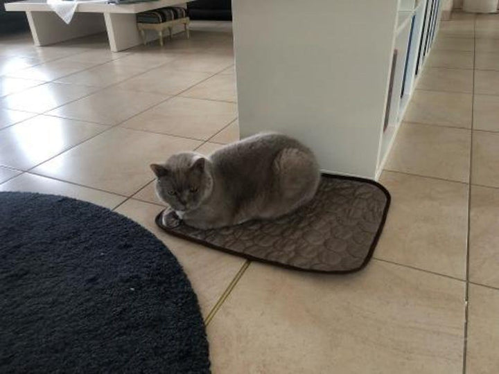 British Shorthair sur Frimouf - Soline B.