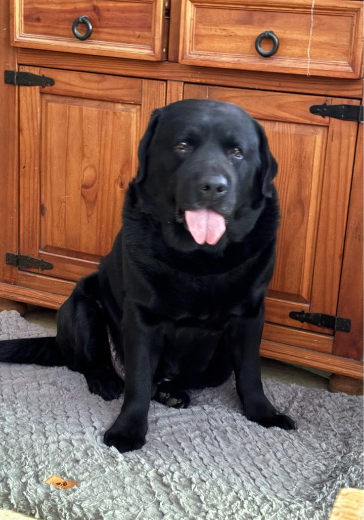Labrador chocolat sur Dodouf - Camille R.