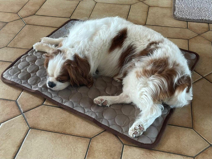 Cavalier King Charles sur Frimouf - Eric H.