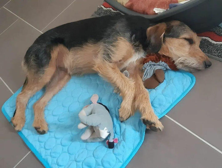 Terrier sur Frimouf bleu - Irène M.